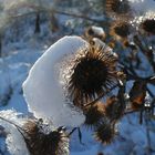 Distel im Winter