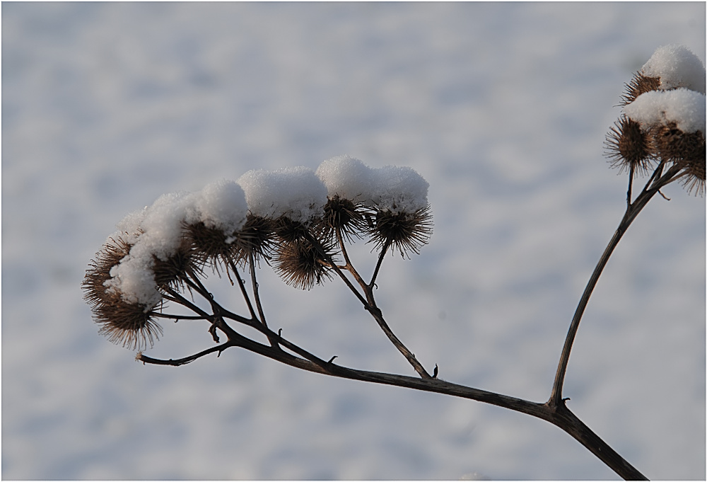 Distel im Winterkleid