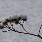 Distel im Winterkleid