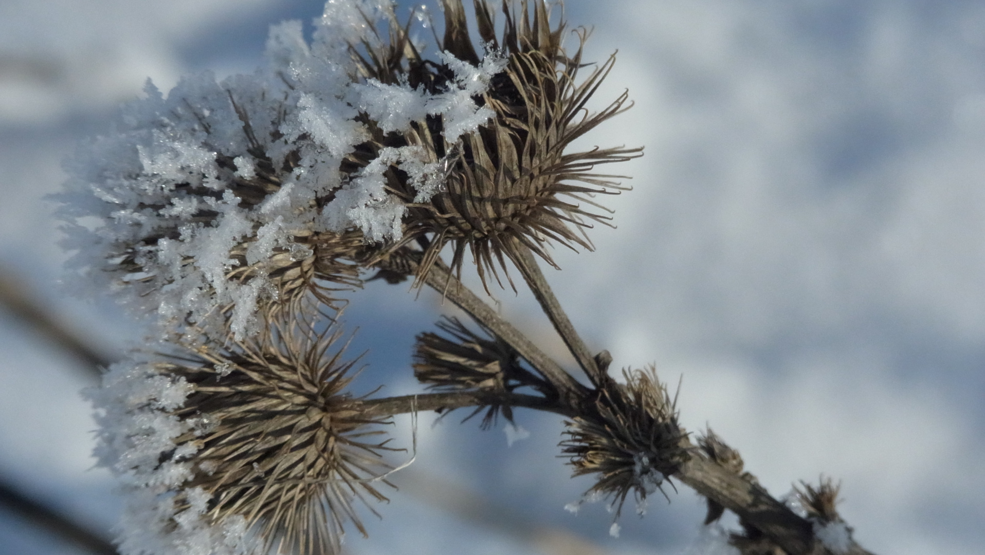 Distel im Winterkleid 