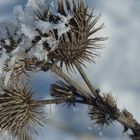 Distel im Winterkleid 