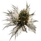 "Distel" im winterlichen Kontrast (Mannstreu)