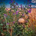 Distel in Blüte