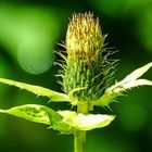 Distel in den Bergen