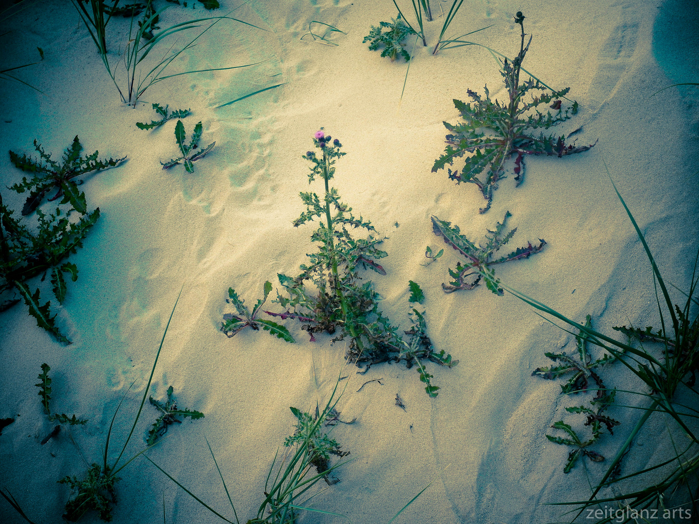 Distel in den Dünen