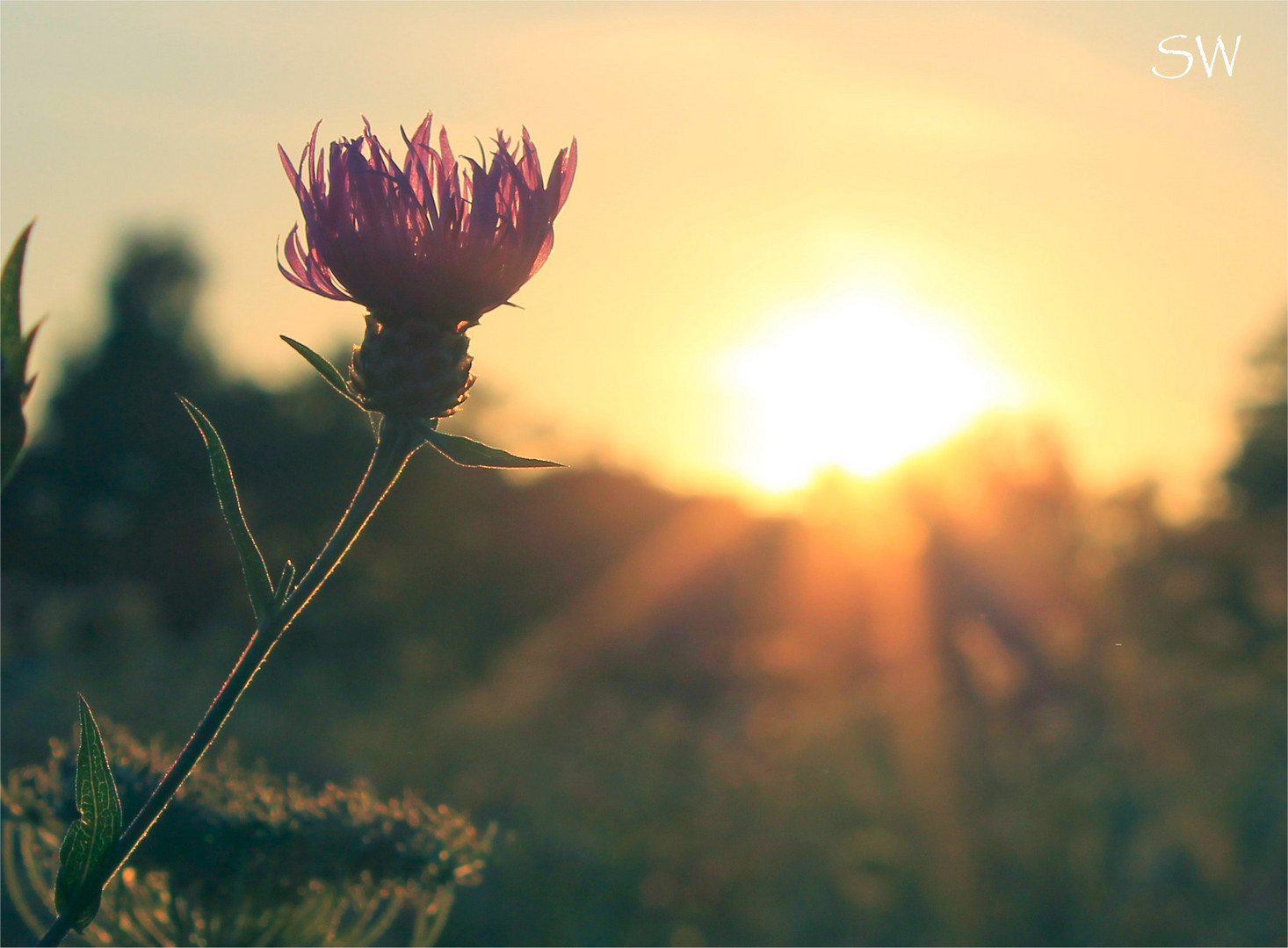 Distel in der Abenddämmerung