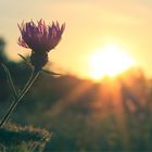 Distel in der Abenddämmerung