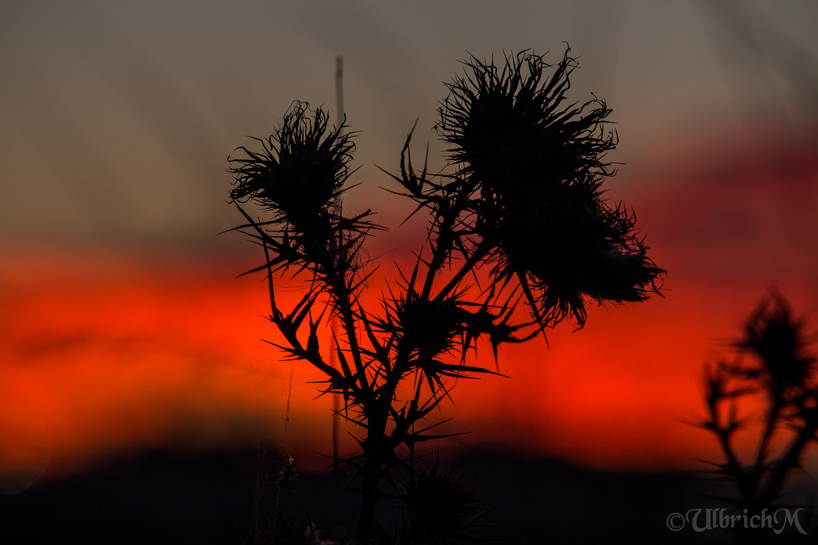 Distel in der Abendröte