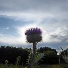 Distel in der Abendsonne