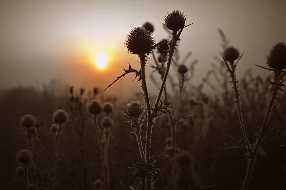 Distel in der Früh 1