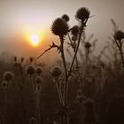 Distel in der Früh 1