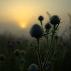 Distel in der Früh