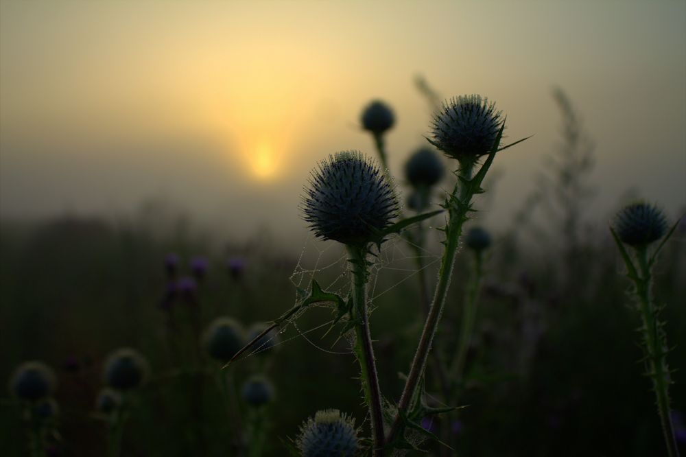 Distel in der Früh