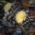 Distel in der Isar Au!