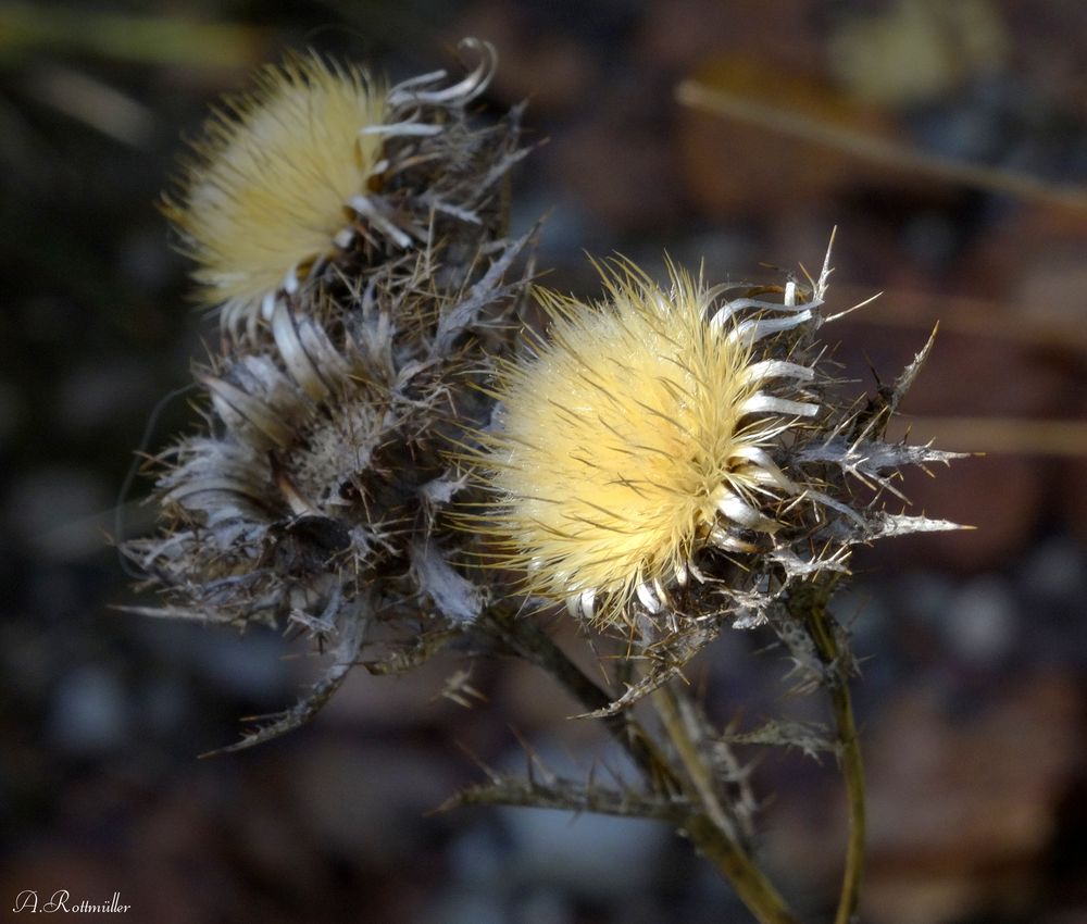 Distel in der Isar Au!