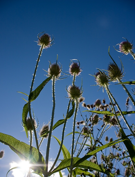 Distel in der Mittagssonne