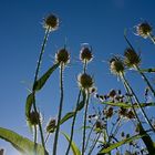 Distel in der Mittagssonne