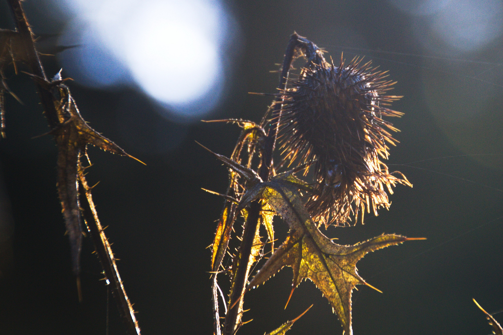 Distel in der Oktobersonne