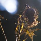 Distel in der Oktobersonne