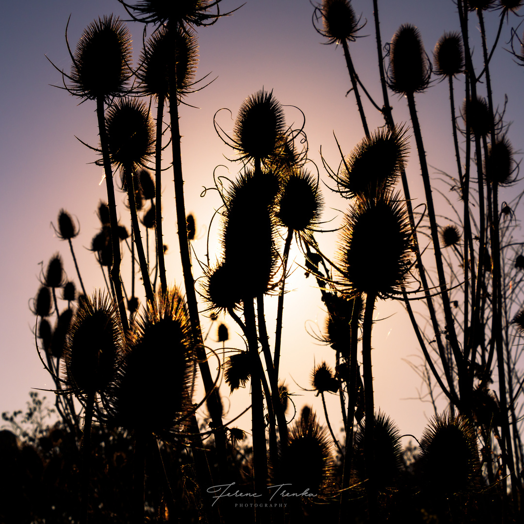 Distel in der Silhouette