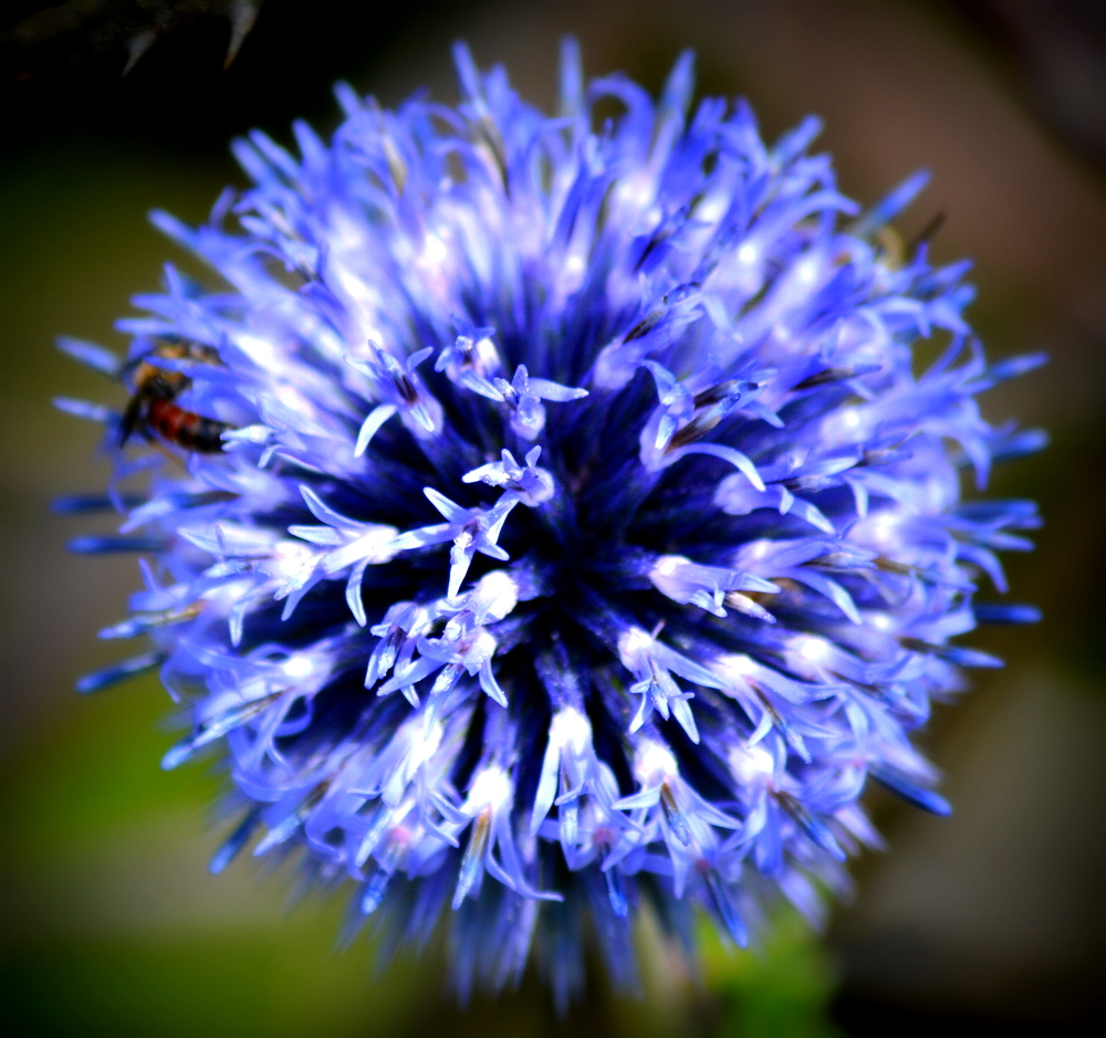 Distel in der Sonne