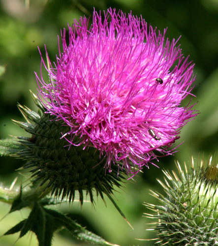 Distel in der Sonne mit Besuch