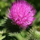 Distel in der Sonne mit Besuch