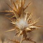 Distel in el Arpa Andalusien