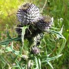 Distel in Finnland