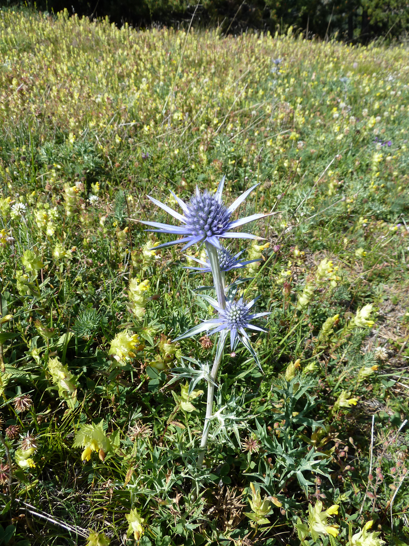 Distel in lila