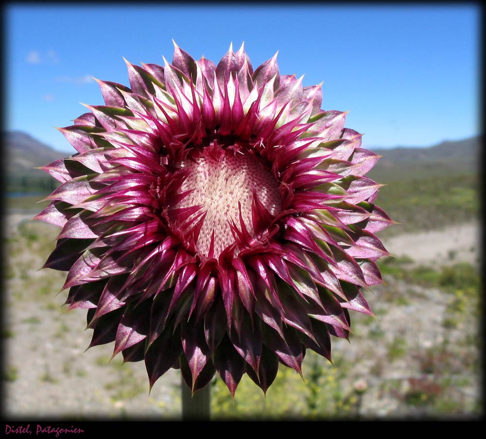 Distel in Patagonien - Nähe Lago Nahuel Huapi