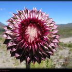 Distel in Patagonien - Nähe Lago Nahuel Huapi