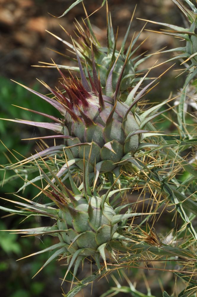 Distel in permanenter Abwehrstellung