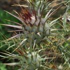 Distel in permanenter Abwehrstellung