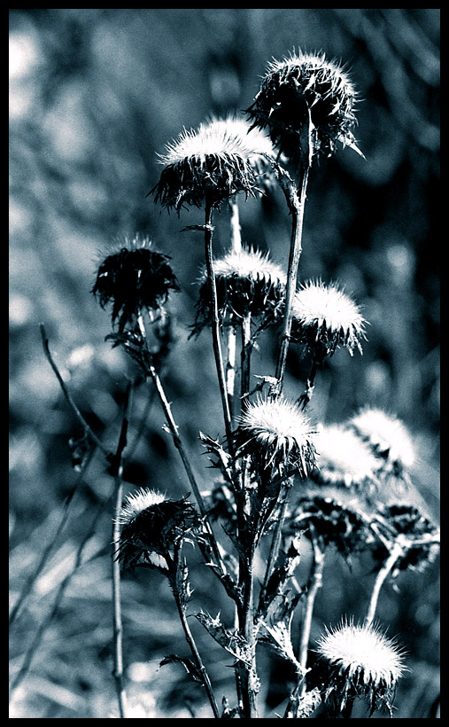 Distel in Polachrom