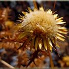 Distel in Portugal