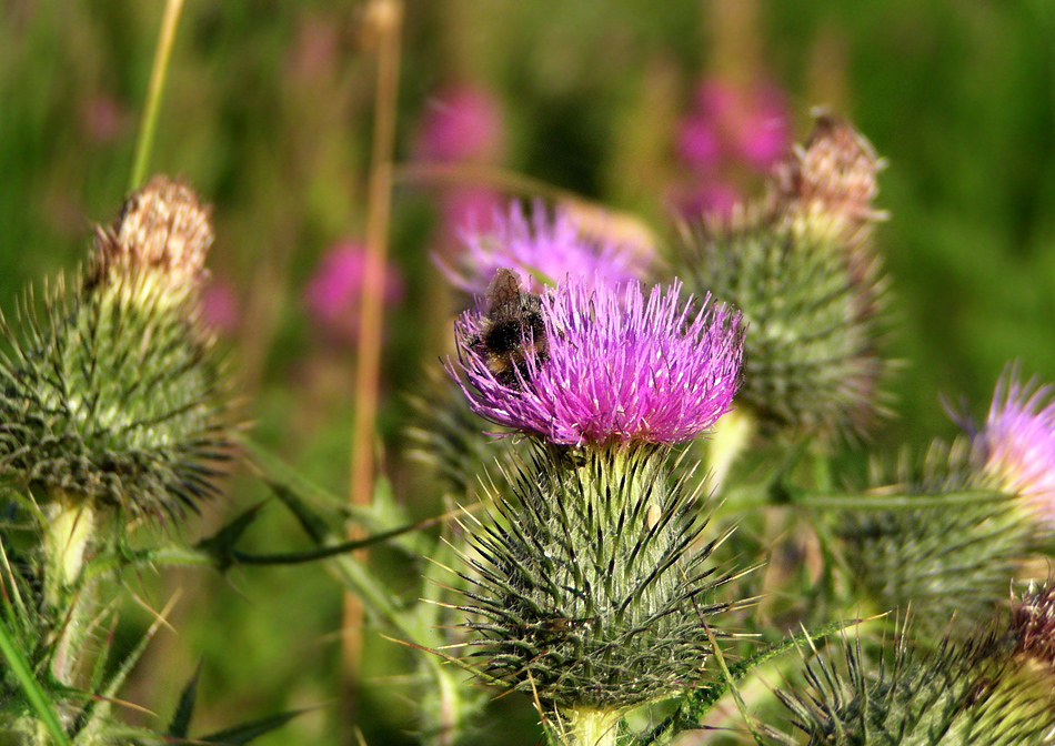 Distel in Schottland