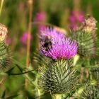 Distel in Schottland