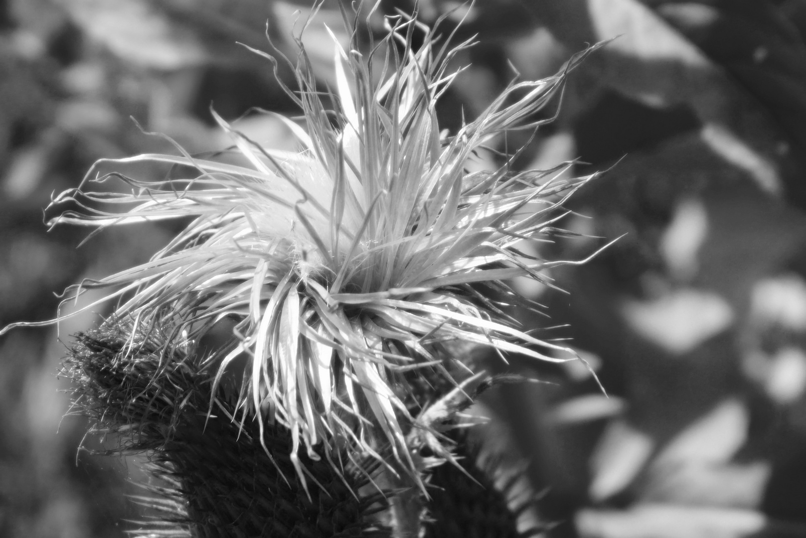 Distel in schwarz weiss