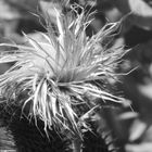 Distel in schwarz weiss