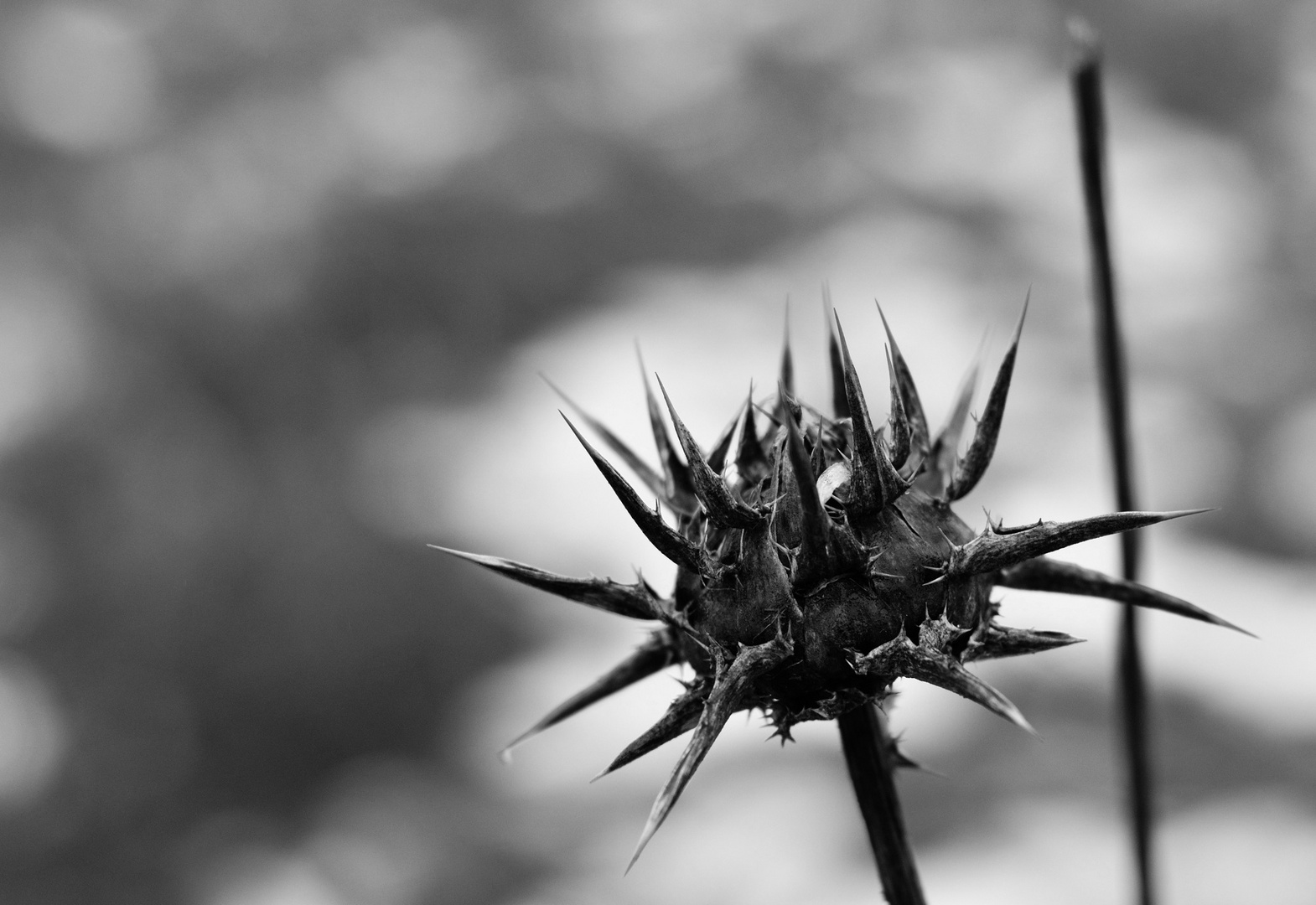 Distel in Schwarzweiß