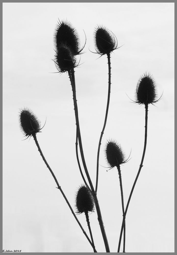 Distel in S/W