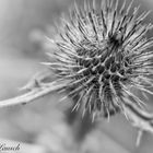 Distel in S/W