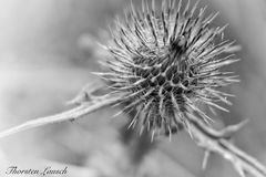 Distel in S/W