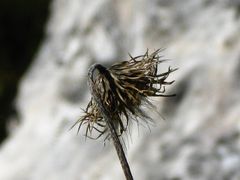 distel in the wind, on a mountain, above the sea...