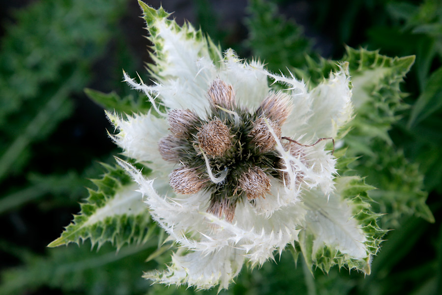 Distel in Tromsö