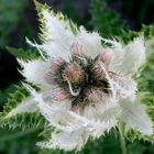 Distel in Tromsö