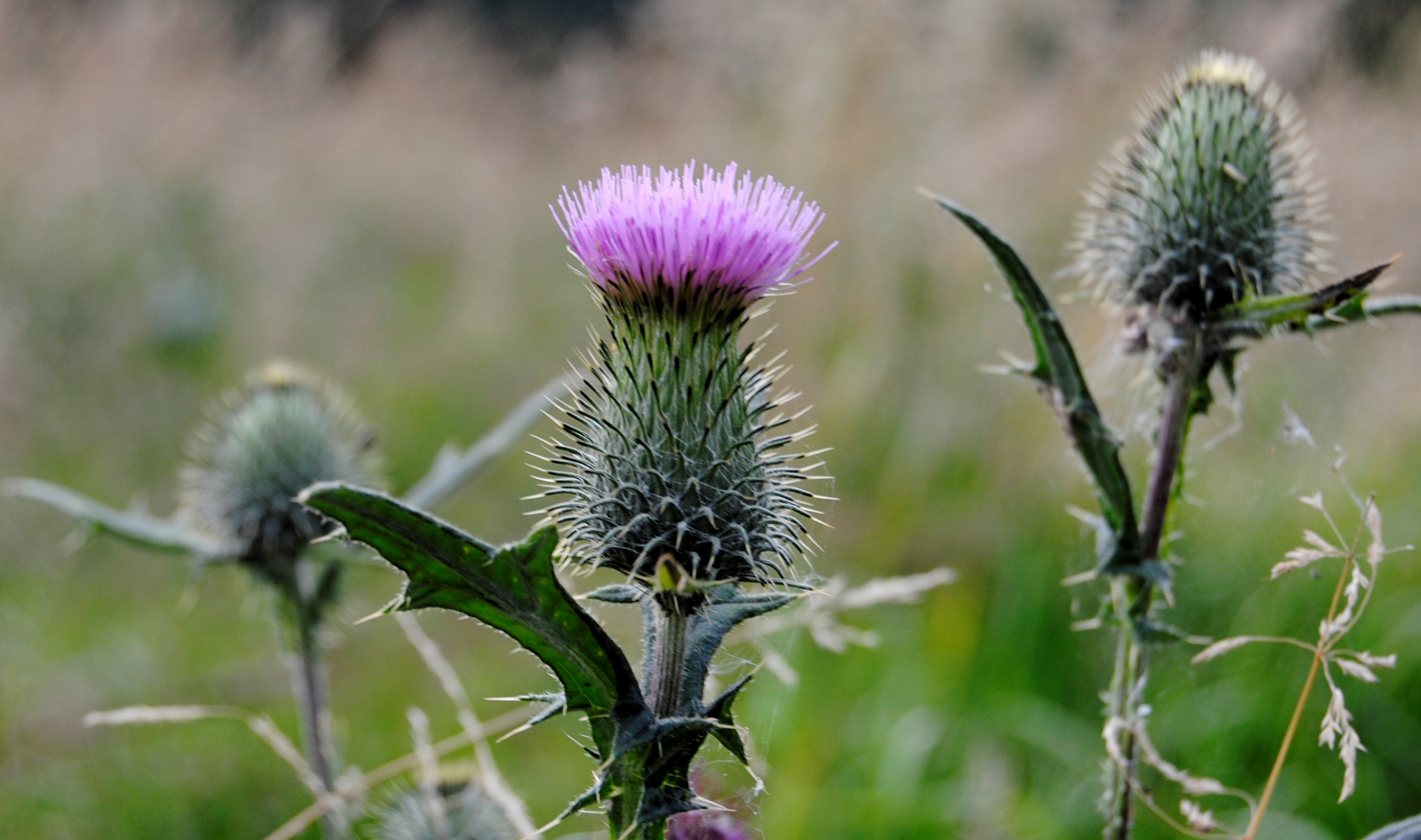 Distel in unserem Garten