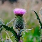 Distel in unserem Garten