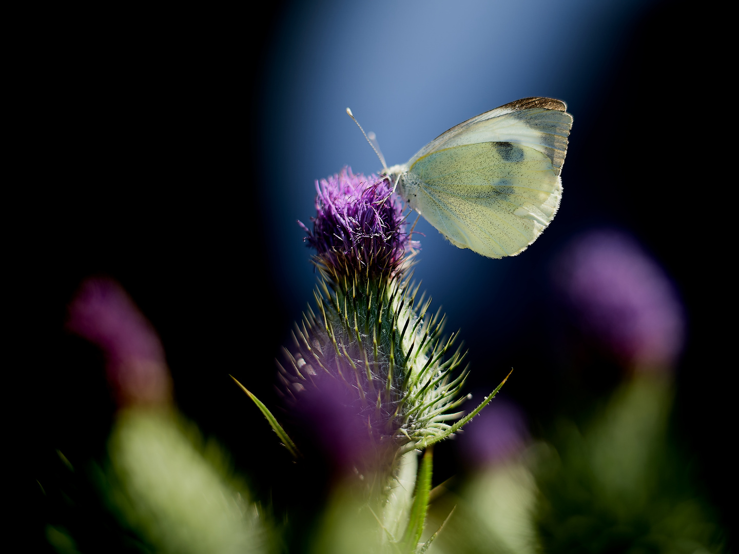 Distel ist besonders lecker!